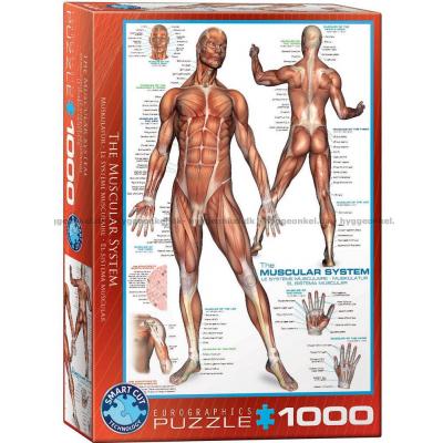 Kroppen: Musklerna, 1000 bitar