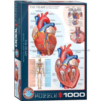 Kroppen: Hjärtat, 1000 bitar