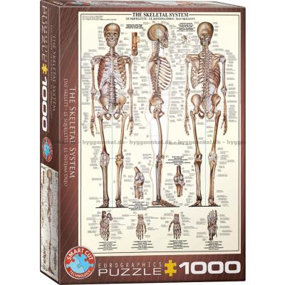 Kroppen: Skelettet, 1000 bitar