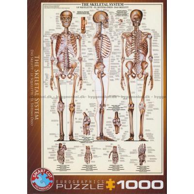 Kroppen: Skelettet, 1000 bitar