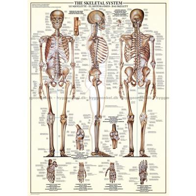 Bild av Kroppen: Skelettet, 1000 bitar