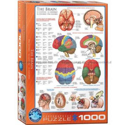 Kroppen: Hjärnan, 1000 bitar