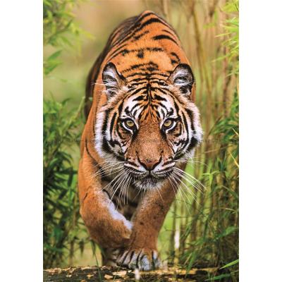 Bild av Tigern i gräset, 1000 bitar