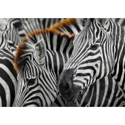 Bild av Zebraflockens mönster, 1000 bitar
