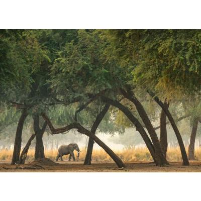 Bild av Humboldt: Savannens jätte, 1000 bitar
