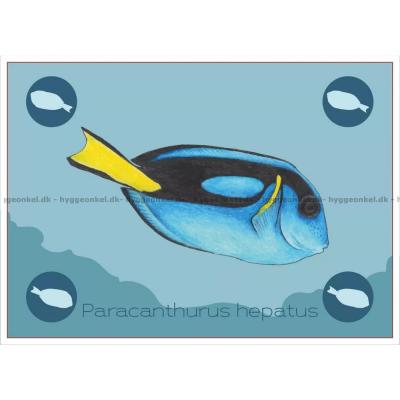 Bild av Ocean: Great Barrier Reef