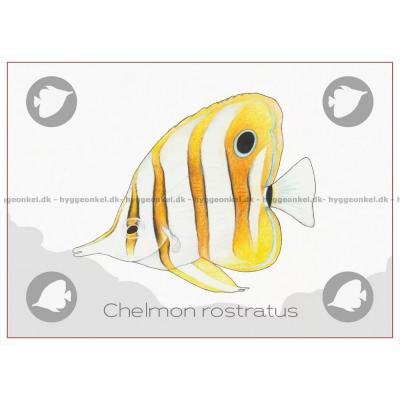 Bild av Ocean: Great Barrier Reef